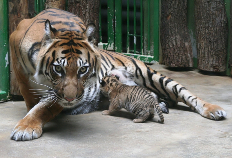 Odchov tygřata v roce 2007 - ilustrační foto. Foto (c) Archiv Zoo Praha